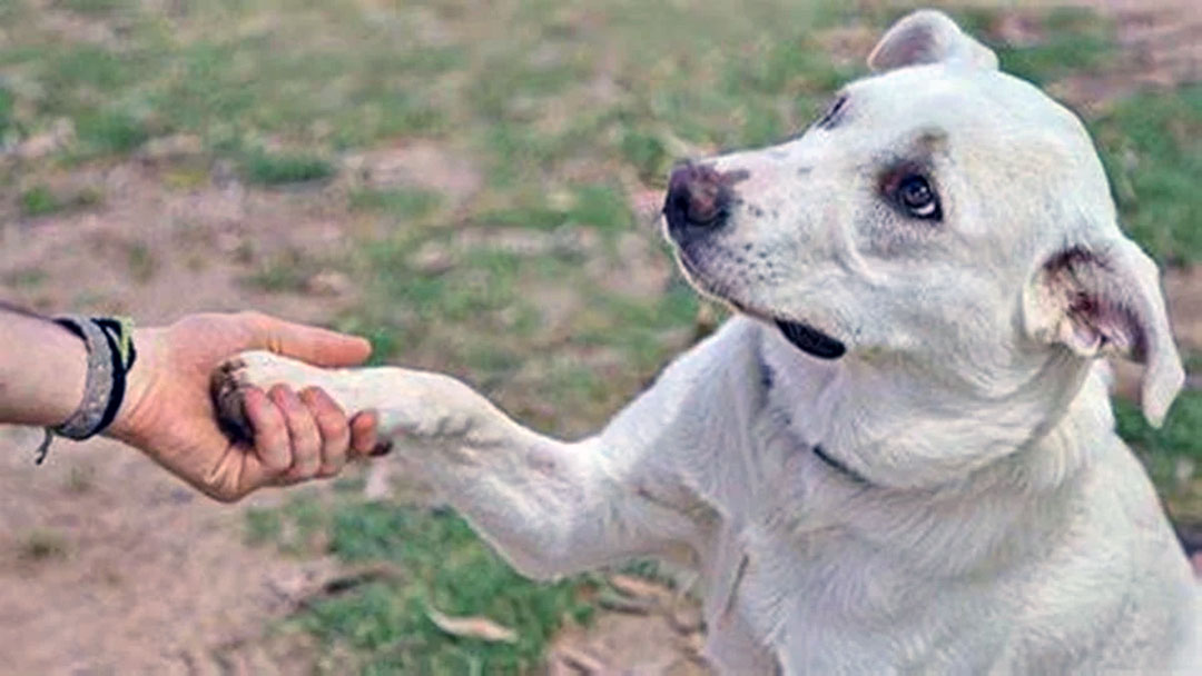 Día Mundial del Perro Adoptado: Celebra, Educa y Adopta