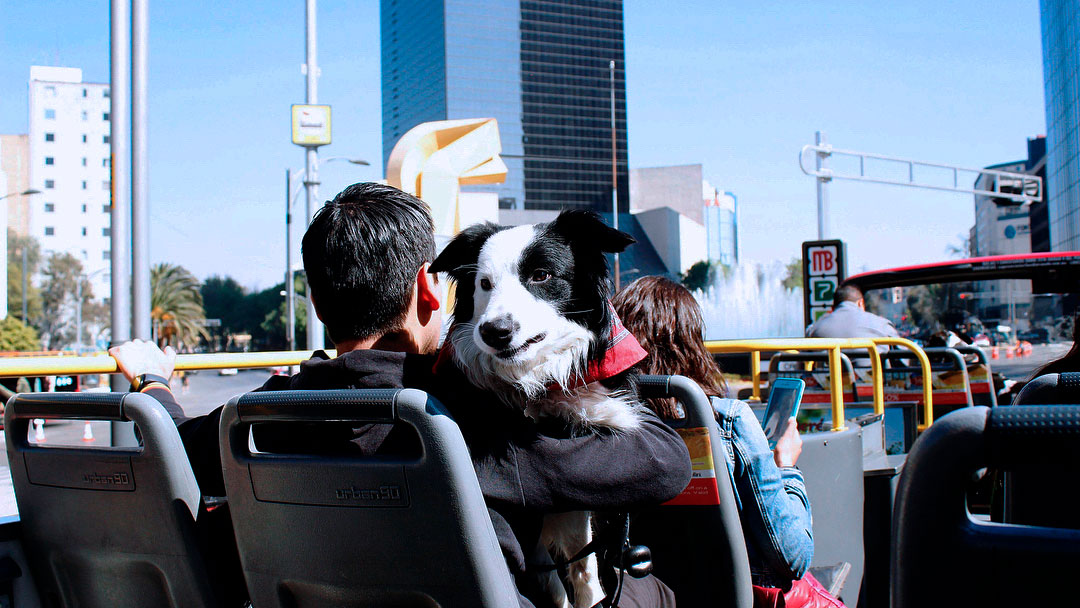 CDMX destinos pet friendly, destinos pet friendly en México, viajar con perro, viajar con mascotas, hoteles que aceptan mascotas, playas pet friendly, playas para perros, parques para perros CDMX, Valle de Bravo con perros, San Miguel de Allende pet friendly, Puerto Vallarta pet friendly, Riviera Nayarit con perros