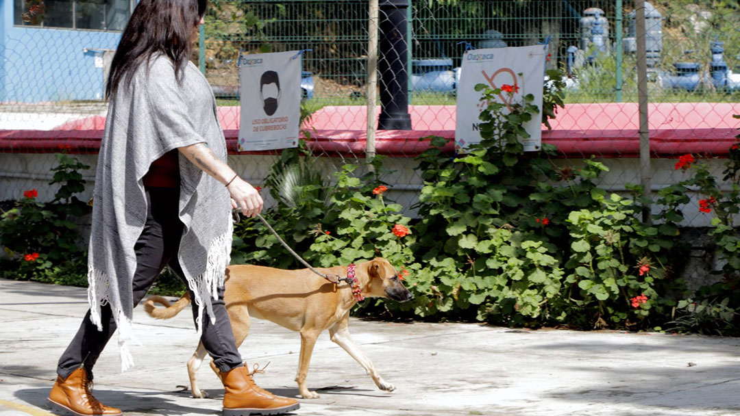 Oaxaca destinos pet friendly, destinos pet friendly en México, viajar con perro, viajar con mascotas, hoteles que aceptan mascotas, playas pet friendly, playas para perros, parques para perros CDMX, Valle de Bravo con perros, San Miguel de Allende pet friendly, Puerto Vallarta pet friendly, Riviera Nayarit con perros