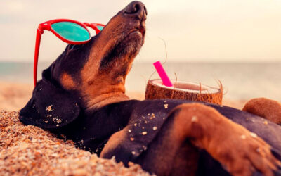 Destinos pet friendly en México: los 5 imperdibles para tus próximas vacaciones