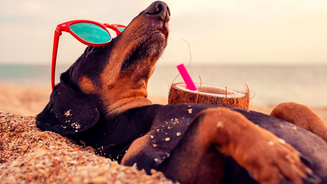 Destinos pet friendly en México: los 5 imperdibles para tus próximas vacaciones