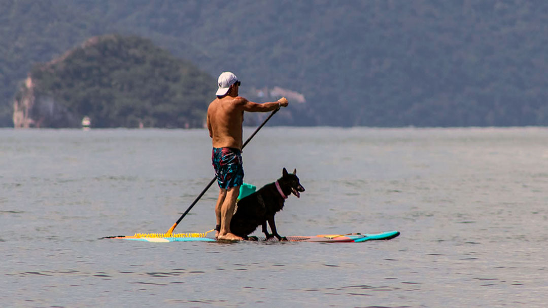 playa-los-muertos destinos pet friendly, destinos pet friendly en México, viajar con perro, viajar con mascotas, hoteles que aceptan mascotas, playas pet friendly, playas para perros, parques para perros CDMX, Valle de Bravo con perros, San Miguel de Allende pet friendly, Puerto Vallarta pet friendly, Riviera Nayarit con perros